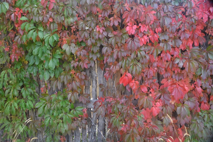 fall colors on fence